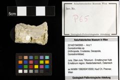 Foto (Objekt + Etiketten) von Goniodromites sp. 